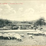 50.WOLUWE, parc de Woluwe - troupeau dans le parc en 1921
